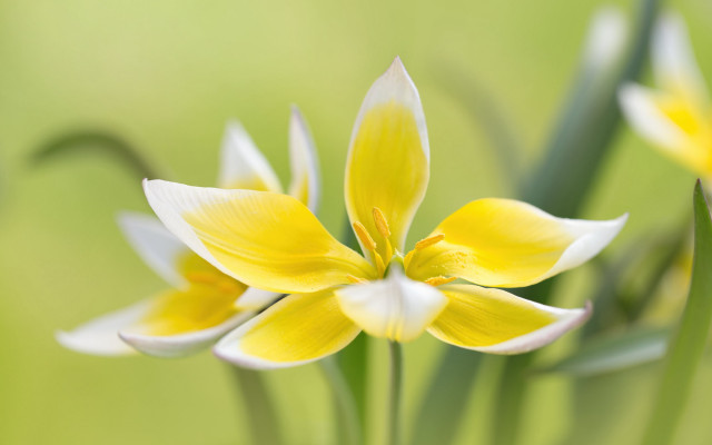 Yellow flower bokeh macro green free wallpaper - medium preview image