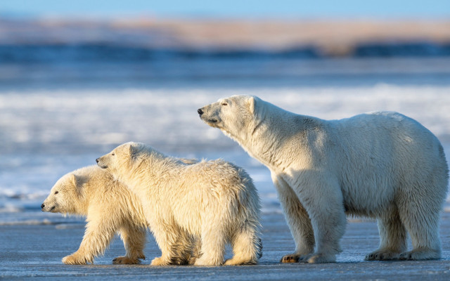 Polar bear cub ice ocean free wallpaper - medium preview image