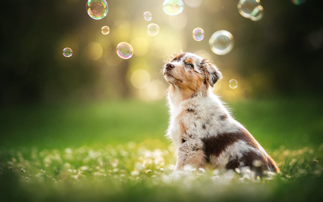Dog bubbles grass moon night free wallpaper - medium preview image