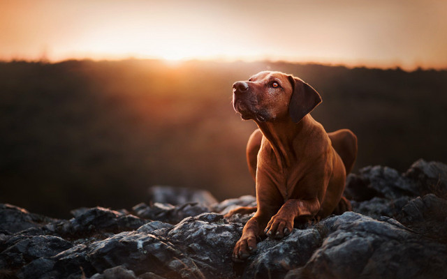 Dog rock sunset mountain sky free wallpaper - medium preview image