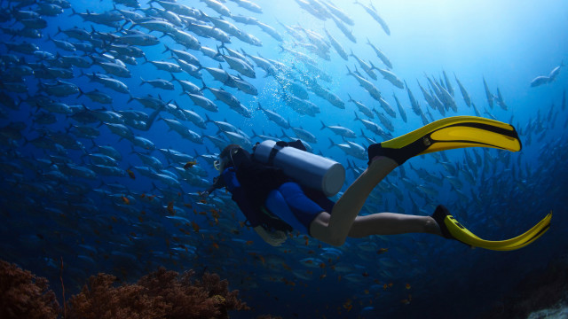 Scuba person school of fish free wallpaper - medium preview image