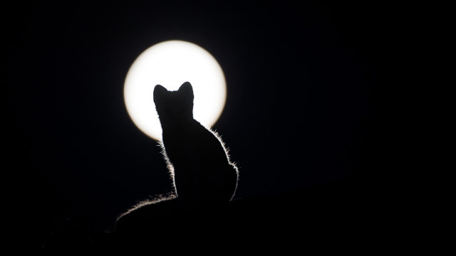 Cat moonlight night fullmoon greyscale free wallpaper - medium preview image