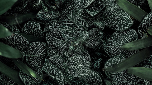 Leaves bamboo foliage fence plant free wallpaper - medium preview image