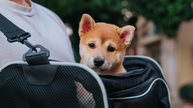 Small dog carrier cute bokeh free wallpaper - medium preview image