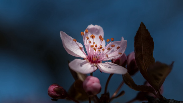 Flower bug butterfly leaves macro free wallpaper - medium preview image