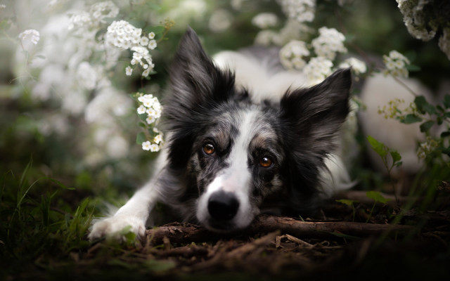 Dog grass whiteflowers sadlook photorealistic free wallpaper - medium preview image