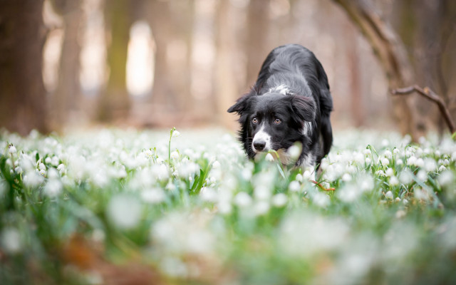 Dog flower field woods snowdrops free wallpaper - medium preview image