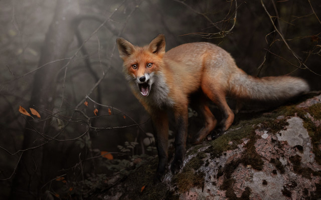Red fox fog light photorealistic free wallpaper - medium preview image