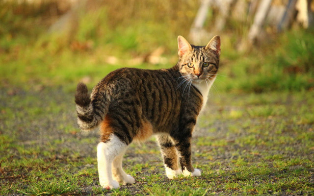 Cat field fence forest bird free wallpaper - medium preview image