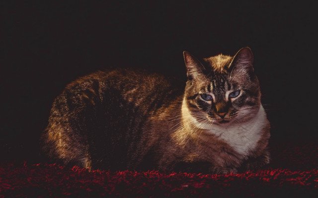 Cat redcarpet dark black background free wallpaper - medium preview image