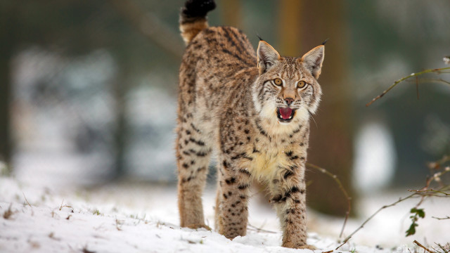 Lynx snow forest trees naturalism free wallpaper - medium preview image
