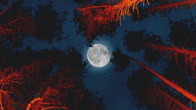 Full moon stars trees autumn free wallpaper - medium preview image