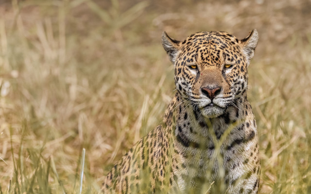 Leopard sad eyes tall grass free wallpaper - medium preview image