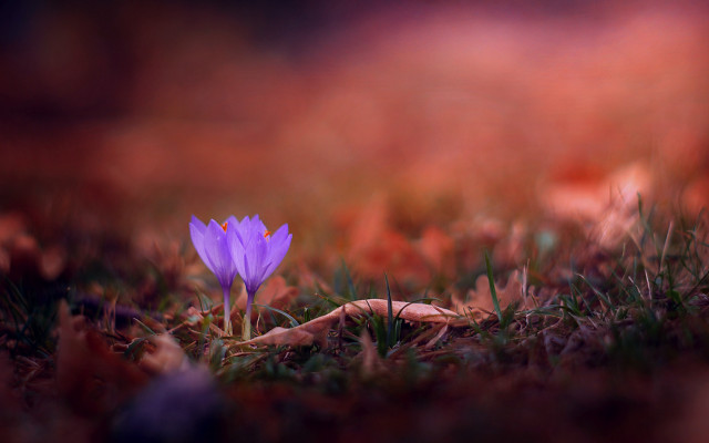 Purple flower grass autumn blurry free wallpaper - medium preview image