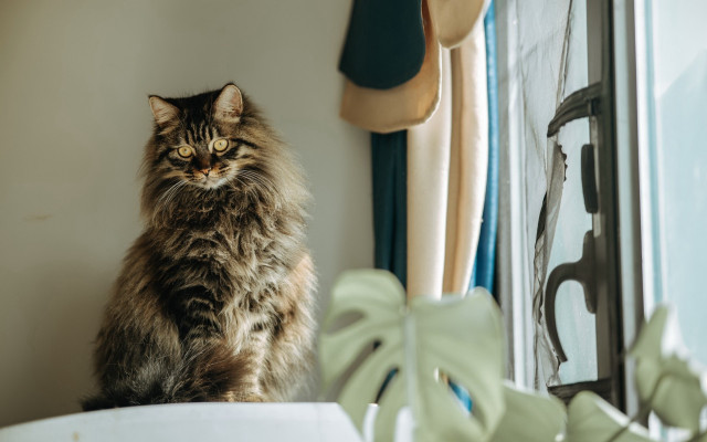 Cat sitting window sill serious free wallpaper - medium preview image