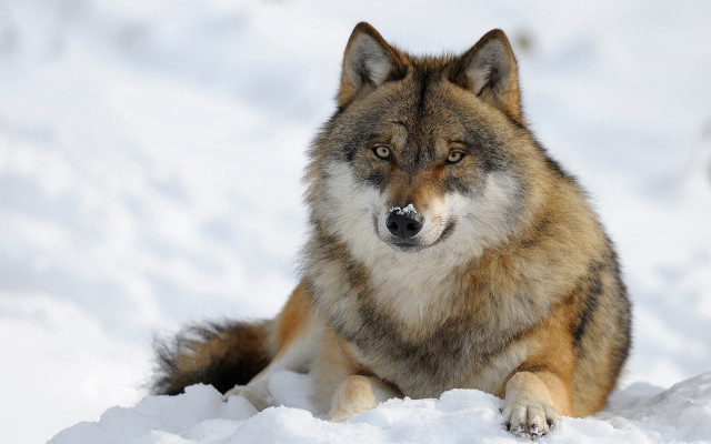 Wolf snowy sad eyes nature free wallpaper - medium preview image