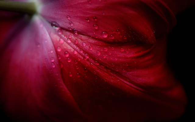 Red flower water droplets macro #15 free wallpaper - medium preview image