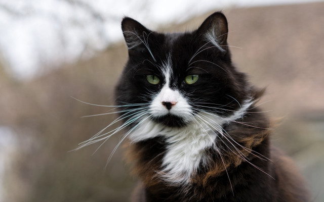 Black cat green eyes portrait free wallpaper - medium preview image