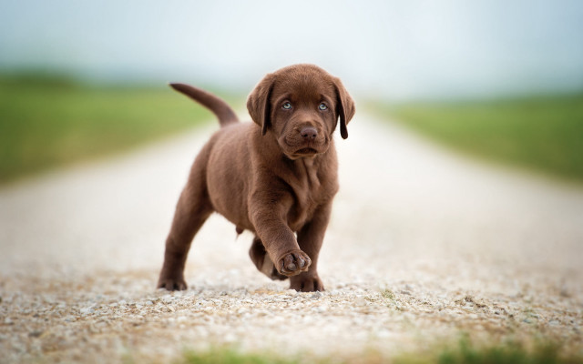 Puppy running gravel road outdoors free wallpaper - medium preview image