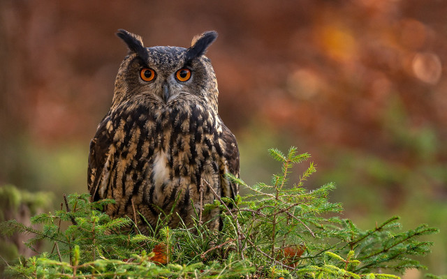 Owl tree branch blurry background free wallpaper - medium preview image