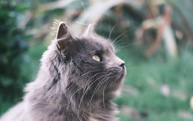 Cat looking up blurry background #3 free wallpaper - medium preview image