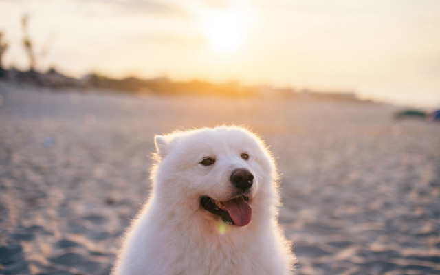 White dog beach sunset tongue free wallpaper - medium preview image