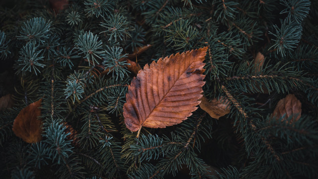 Leaf branch surrounding leaves photorealistic free wallpaper - medium preview image