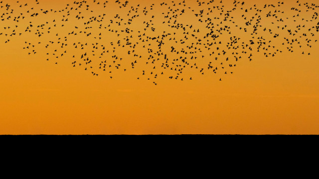 Birds flying over field sunset free wallpaper - medium preview image