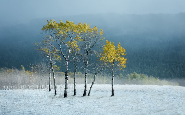 Snowy forest mountains fog trees free wallpaper - medium preview image