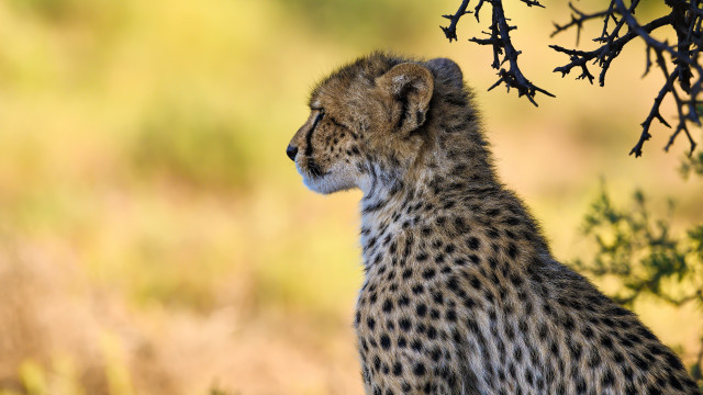 Cheetah tree autumn wildlife blurry free wallpaper - medium preview image