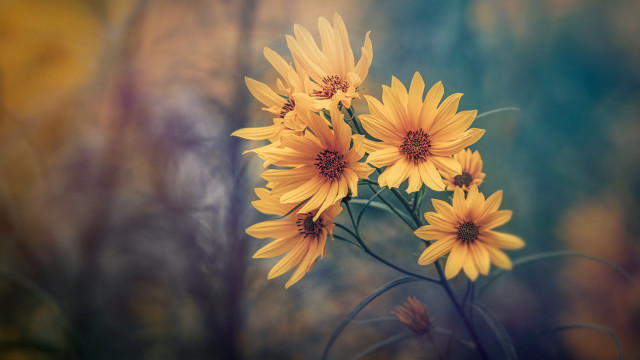 Yellow flowers table forest blurry free wallpaper - medium preview image