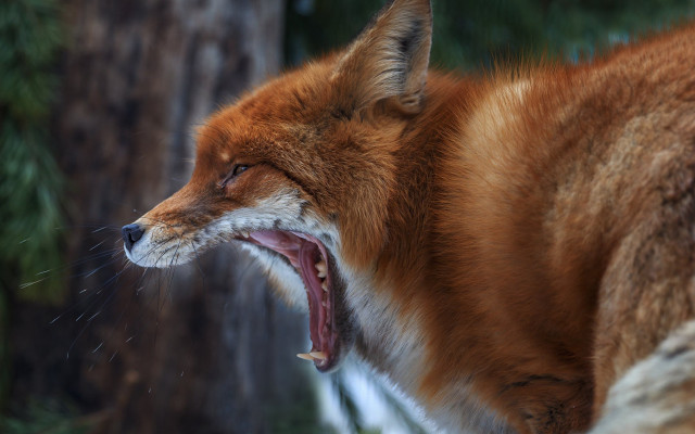 Red fox open mouth fangs free wallpaper - medium preview image
