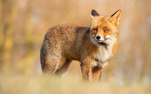 Red fox tall grass blurry free wallpaper - medium preview image