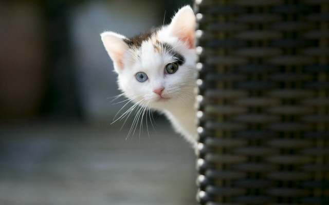 Small kitten peeking wicker chair free wallpaper - medium preview image