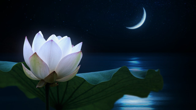 Lotus moon water magic realism free wallpaper - medium preview image