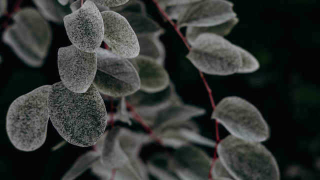 Frosted plant red stems bokeh free wallpaper - medium preview image