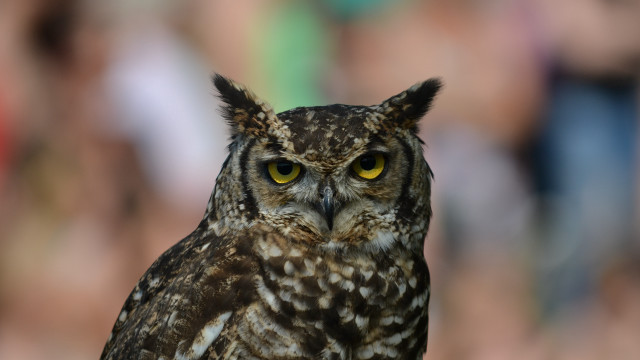 Owl yellow eyes blurry background #3 free wallpaper - medium preview image