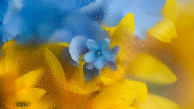 Window flowers water droplets impressionism free wallpaper - medium preview image