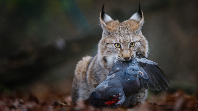 Surprised cat holding bird surreal free wallpaper - medium preview image