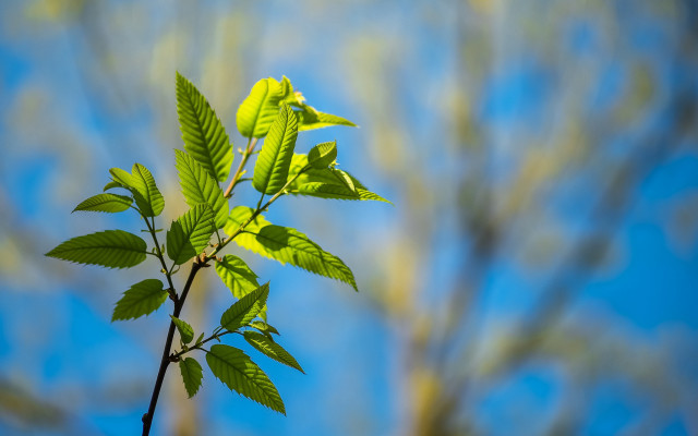 Green leafy branch blue sky free wallpaper - medium preview image