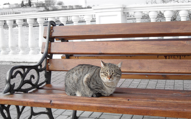 Cat bench park whitebuilding fence free wallpaper - medium preview image