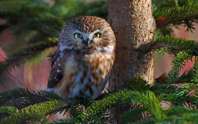 Brown owl green eyes nature free wallpaper - medium preview image