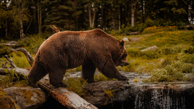 Brown bear forest waterfall fallen free wallpaper - medium preview image