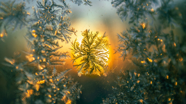 Tree window sunset sunbeam autumn free wallpaper - medium preview image