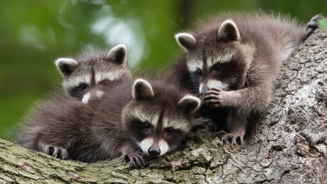 Raccoons tree branch outdoor nature free wallpaper - medium preview image