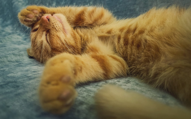 Cat bliss blue blanket closed free wallpaper - medium preview image