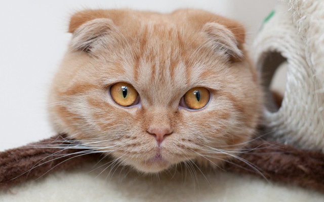 Cat blanket stuffedanimal jigsaw gradient free wallpaper - medium preview image