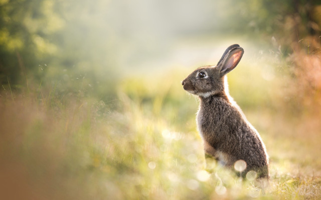 Rabbit grass looking up bokeh free wallpaper - medium preview image
