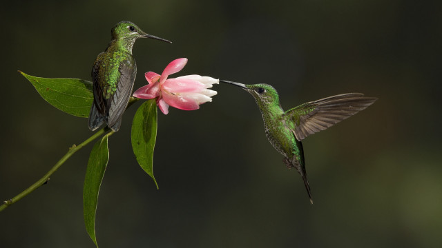 Hummingbirds flower ecological macro award free wallpaper - medium preview image