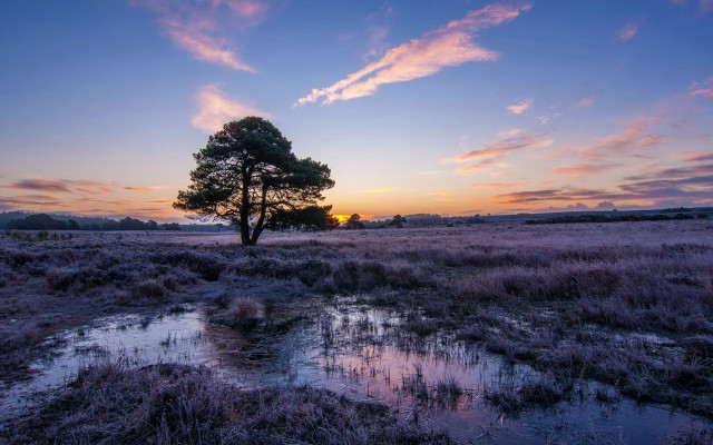 Tree sunset puddle field urban free wallpaper - medium preview image